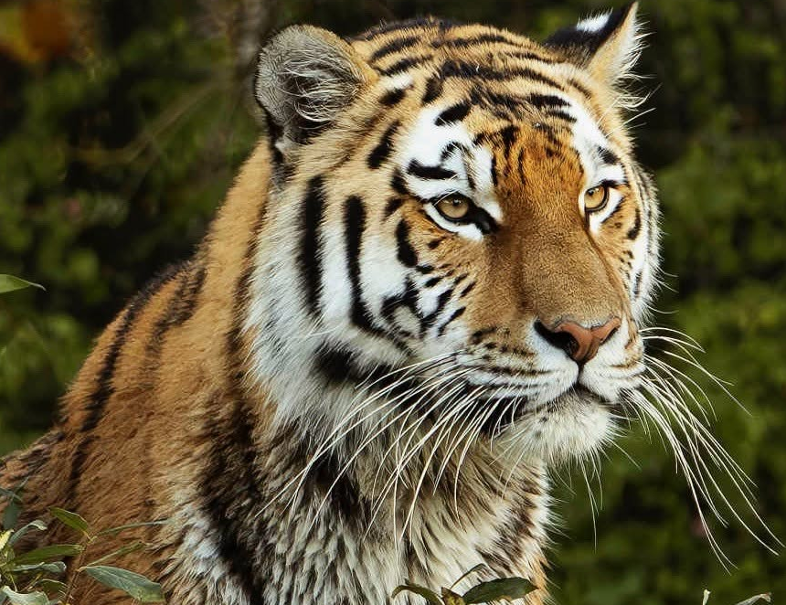 Leopardo ataca a su cuidadora y la deja al borde de la muerte en zoo de los Países Bajos